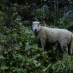 Wie Hirten und Hunde harmonieren müssen – und was biblische Geschichten zum Schaf erzählen.