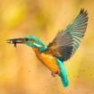 Erkennt man ein paar Vogelarten, wird jeder noch so öde Spazierweg zum erquickenden Naturerlebnis.
