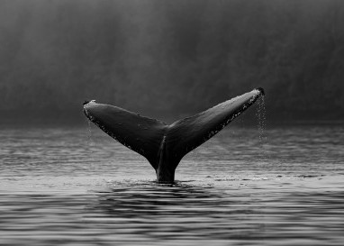 «Der Unterschied vom Menschen zum Tier wird kleiner» , sagt der Ethiker und Theologe Mathias Wirth