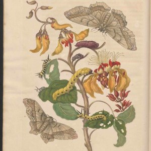 Forscherin in tropischen Welten